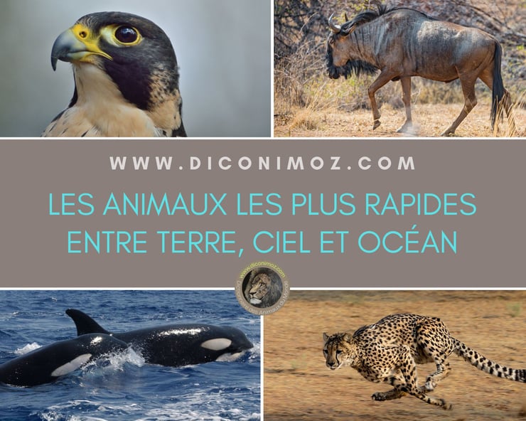 Les 30 animaux les plus rapides entre terre ciel et océan