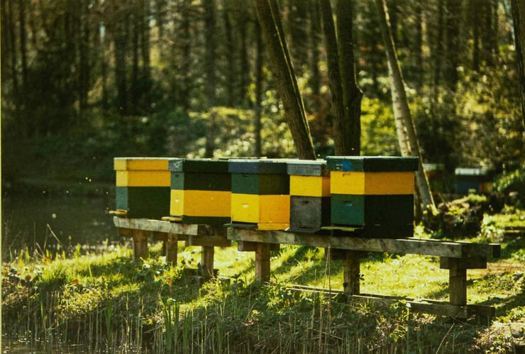 ruches dans une foret abeille production de miel apiculteurs