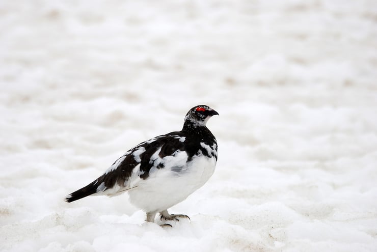 lagopede alpin oiseaux des montagnes françaises