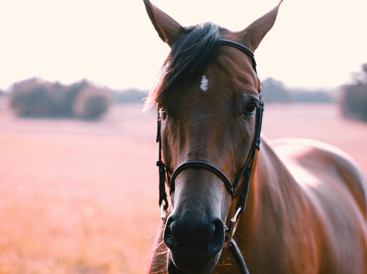 Comprendre la Peur des Voitures chez les Chevaux