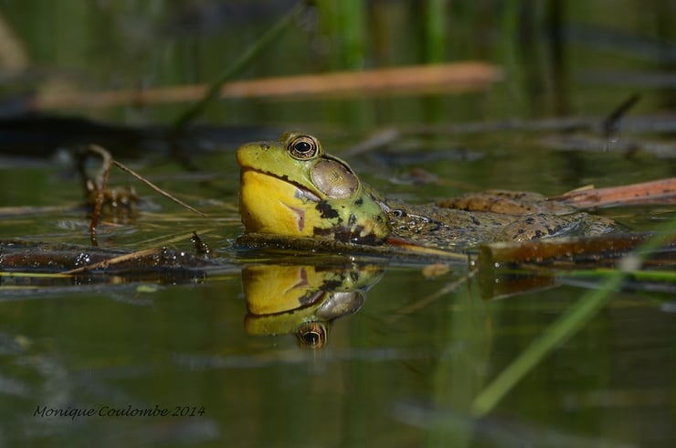 grenouille taureau espèce invasive en France