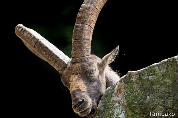 bouquetin des alpes ou ibex