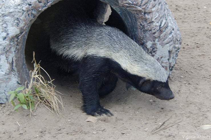 ratel fiche animaux honey badger animal facts