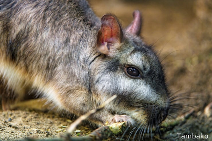 viscache des plaines fiche animaux rongeurs animal qui commence par la lettre v