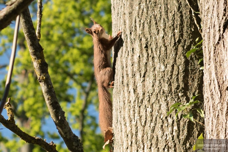 ecureuil roux fiche animaux sciurides animal facts red squirrel