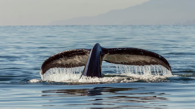 Les baleines du Saint-Laurent : des géantes des mers