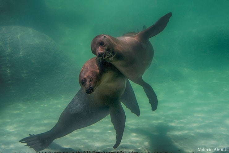 Fiches animaux otarie de californie mammiferes marin animal facts sea lion marins mammals