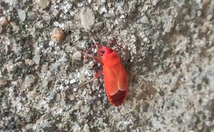 gendarme rouge dans sa derniere mue d'adulte