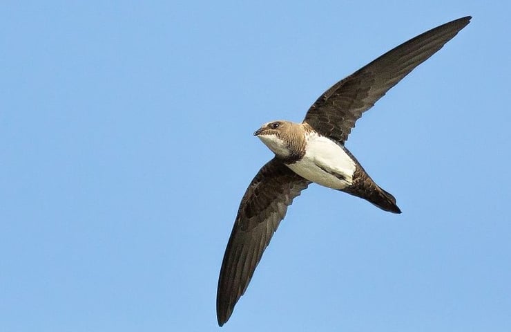 martinet à ventre blanc fiche animaux oiseaux alpine swift animal facts bird
