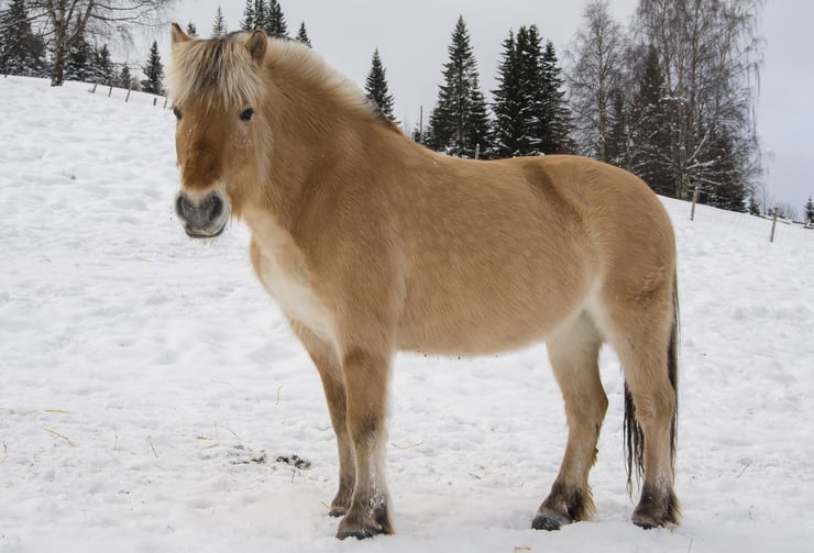 Le cheval : un sommeil debout