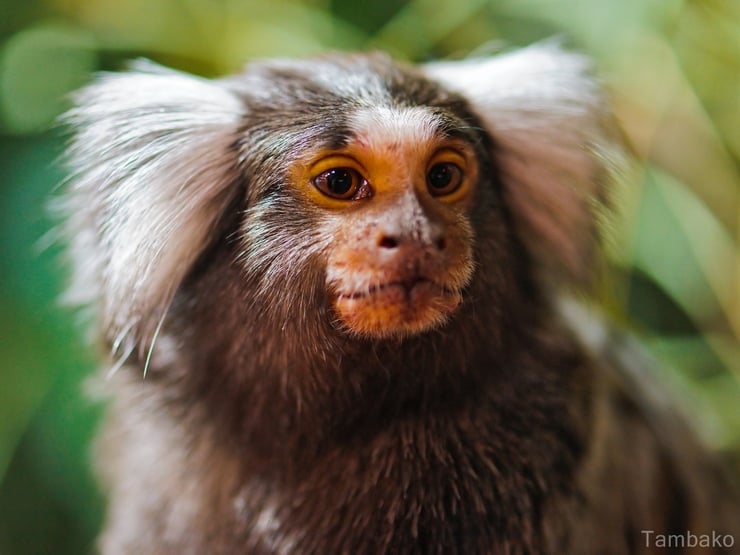 liste des animaux d'amazonie ouistiti a toupets blancs animal facts monkey marmoset amazonian forest