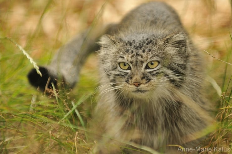 le manul ou chat de pallas le gardien des steppes asiatiques