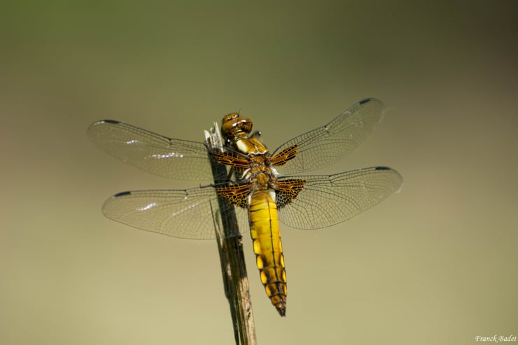 libellule depressive fiche insectes animaux sauvages