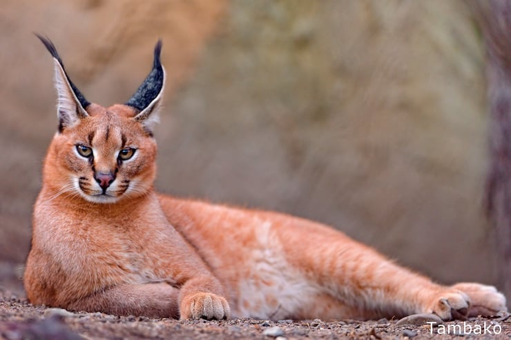 caracal ou lynx du désert