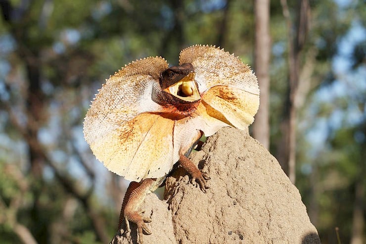 dragon australie fiche animaux reptile habitat taille poids