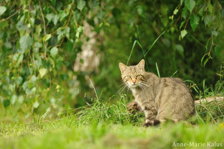 fiches felin chat sauvage animaux