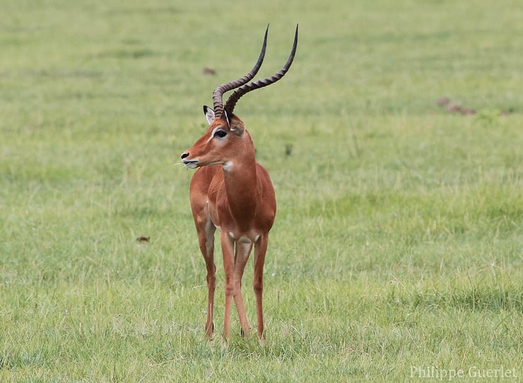 les antilopes d'Afrique impala fiches animaux thematique habitat repartition poids taille alimentation reproduction