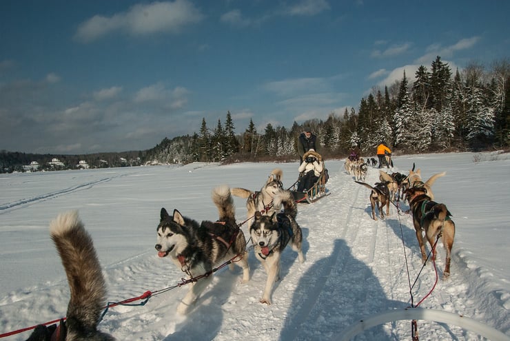 chiens de traineau et mushers montagne france