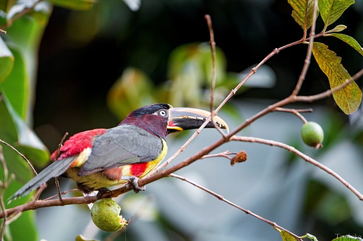 chestnut eared aracari