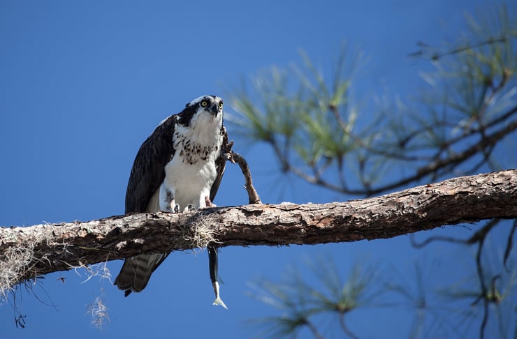 Aigle de Floride ou Balbuzar pêcheur sur une branche avec un poisson