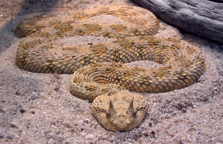 vipere a cornes maghreb algerie maroc cerastes cerastes fiche animaux serpent reptiles