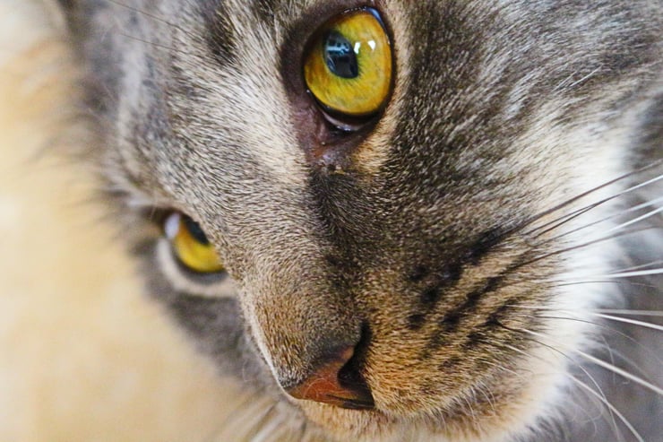 Comment les animaux perçoivent-ils le monde ? La vision expliquée simplement