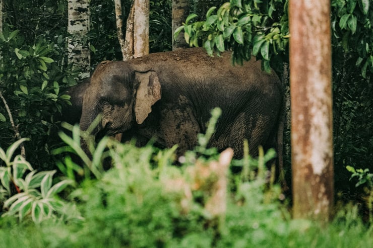 elephant de sumatra foret espèces menacées