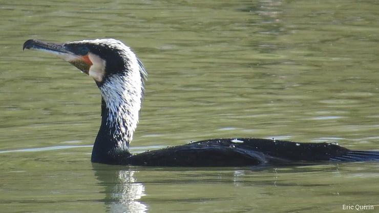 grand cormoran oiseau