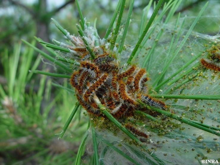 comment eradiquer chenille processionnaire supprimer lutter pin