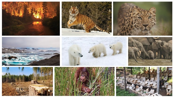 animaux en danger destruction habitat rechauffement climatique braconnage