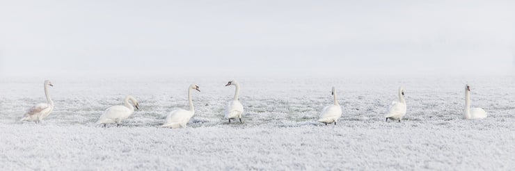 cygne dans la neige oiseaux swan cygnes chanteur