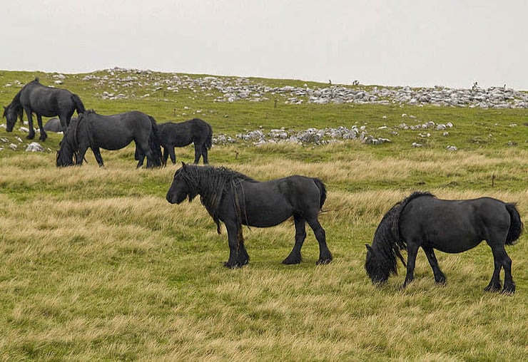 poney fell fiche cheval chevaux animaux origine caractere comportement robe race