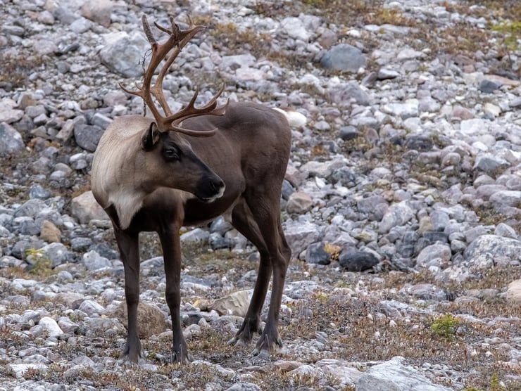 les caractéristiques du renne poids taille comportement habitat distribution