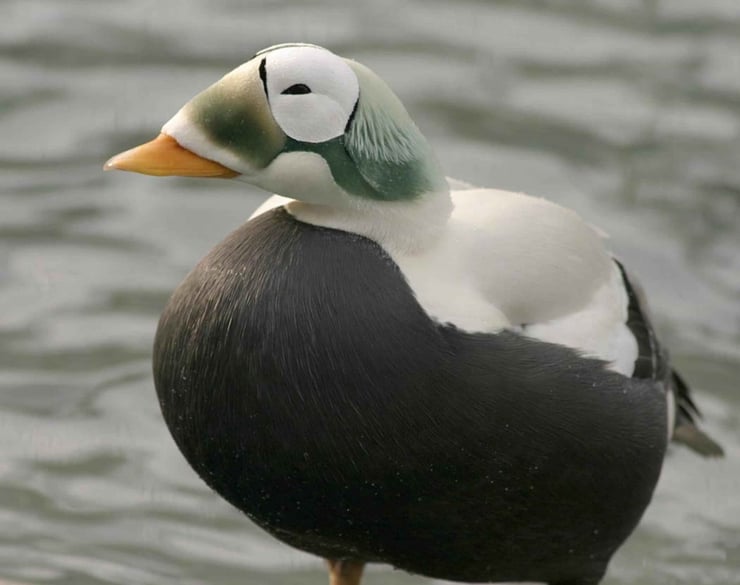 eider a lunettes fiche oiseaux animaux