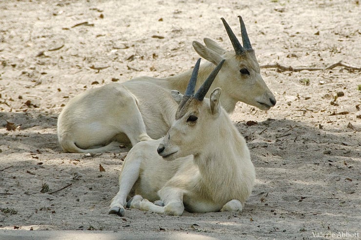 addax fiche animaux juvenile bebe bovides young animals fact