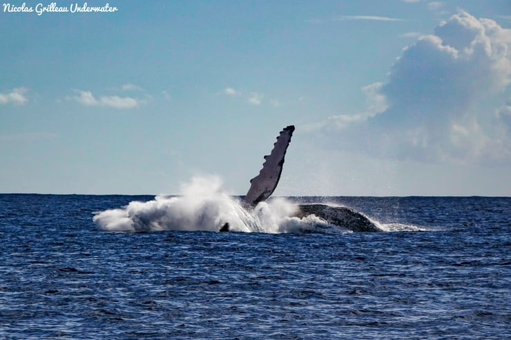 rorqual à bosse nageoire hors de l'eau
