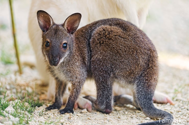 bebe kangourou wallaby kangaroo mignon cute animal baby