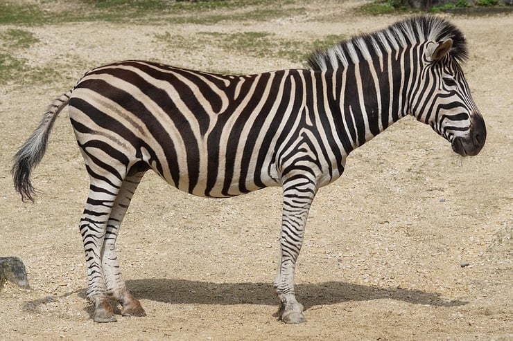 zebre des plaine de burchell animaux afrique zebra animal africa