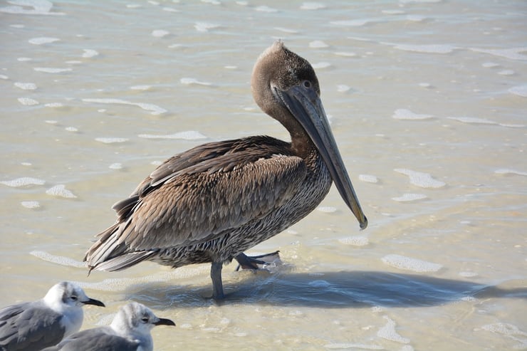 pelican brunc poids taille habitat distribution fiche oiseaux longevite