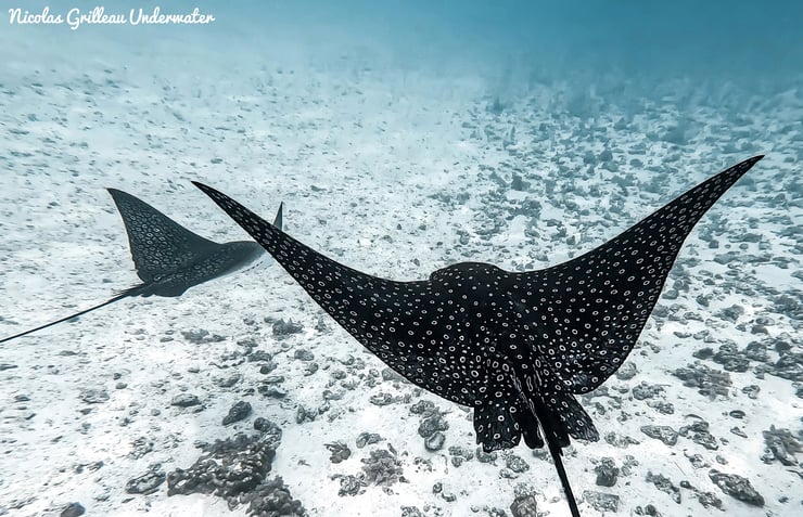 Aetobatus narinari raie leopard fiche poisson famille des requins