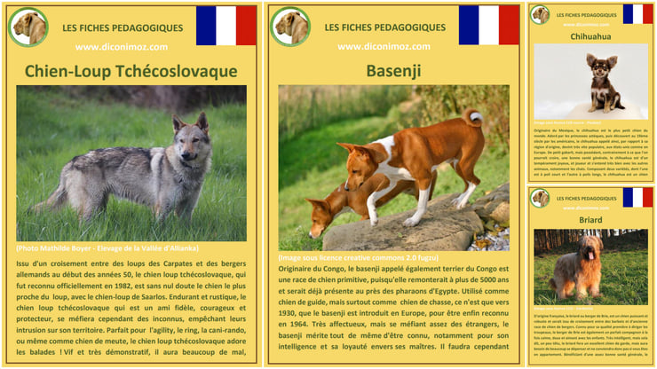 fiche animaux animal de compagnie  chien à telecharger et a imprimer pdf comportement origine caractere race chien loup tchecoslovaque basenji briard chihuahua plus petit chien du monde