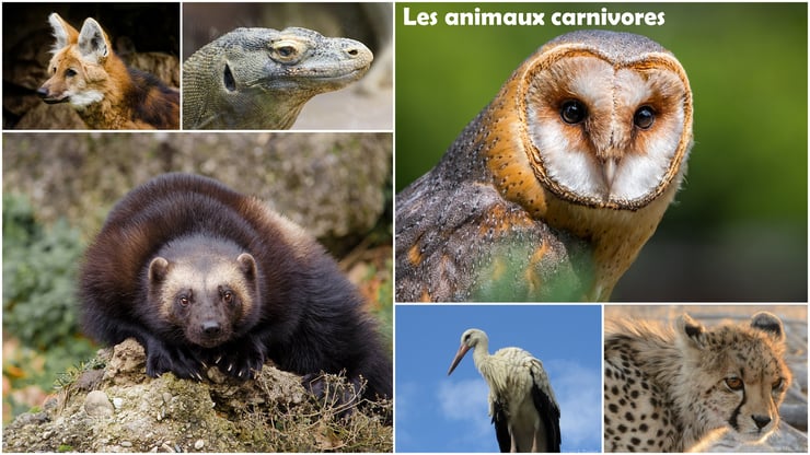 animaux carnivores