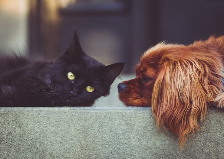 blog actualites et conseils chiens chats animaux de compagnie veterinaire sante toilettage assurance comportement education