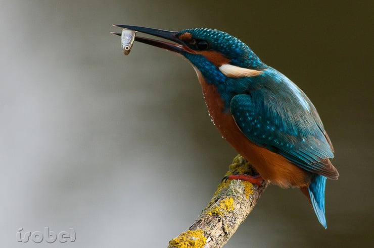 fiche animaux oiseaux europe martin pecheur riviere alimentation taille poids