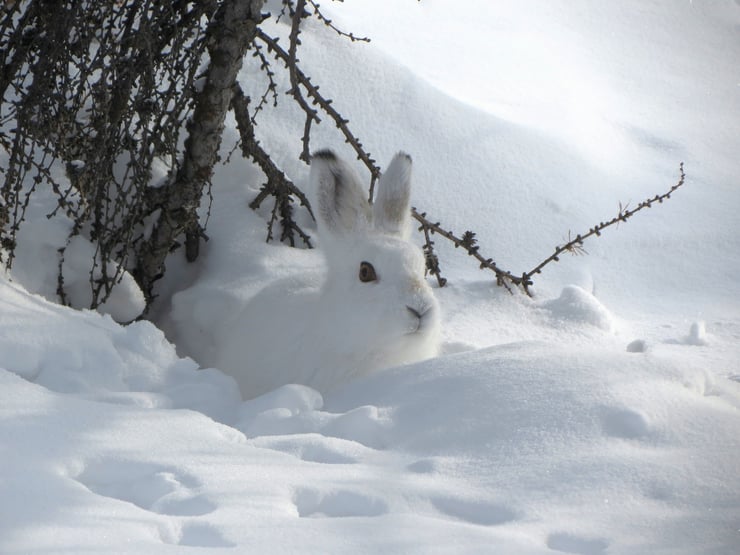 lapin lievre dans la neige cute animal rabbit hare