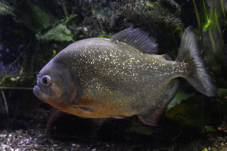 piranha fiche poisson amazonie les dents de la rivière
