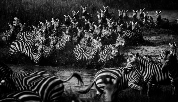 zebre afrique laurent baheux