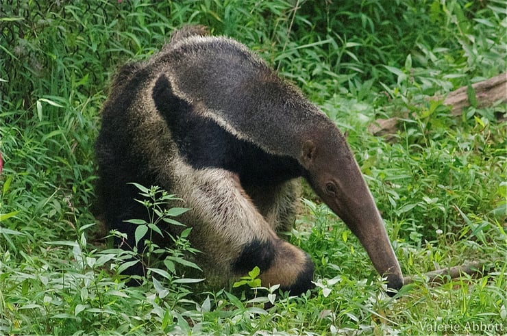 tamanoir fourmilier geant fiche animaux sauvage amerique du sud animal fact giant anteater
