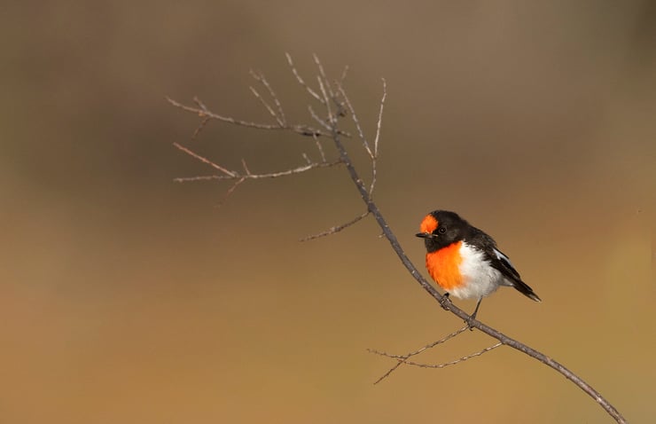 miro à front rouge red-capped robin