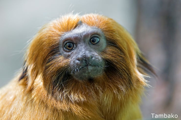 portrait tamarin lion doré
